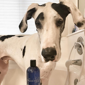 Rockwell Pets Pro Natural Dog Shampoo