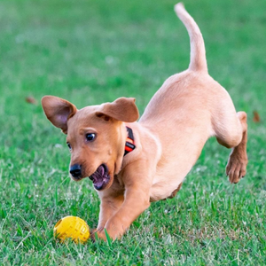 Rockwell Pets Pro Dog Ball Chew Toy