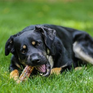 Beef Trachea Dog Training Treats - Single Ingredient