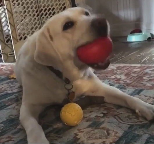 Rockwell Pets Pro Dog Ball Chew Toy
