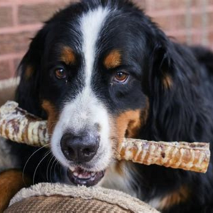 Rockwell Pets Pro Beef Trachea Dog Training Treats - Single Ingredient