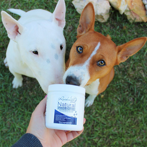 Dog Probiotics