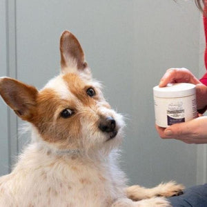 Rockwell Pets Pro Natural Dog Probiotics